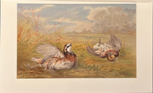Load image into Gallery viewer, Pope Jr., Alexander [American Quail]
