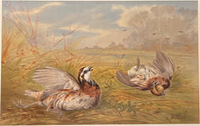 Load image into Gallery viewer, Pope Jr., Alexander [American Quail]

