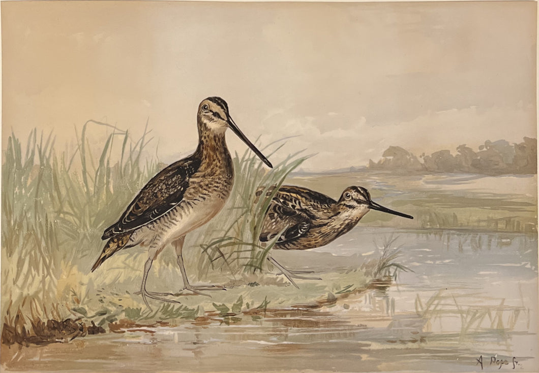 Pope Jr., Alexander [Common Snipe]