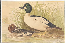 Load image into Gallery viewer, Pope Jr., Alexander [Golden Eyes]

