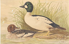 Load image into Gallery viewer, Pope Jr., Alexander [Golden Eyes]
