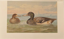 Load image into Gallery viewer, Pope Jr., Alexander [Great Scaup Duck]

