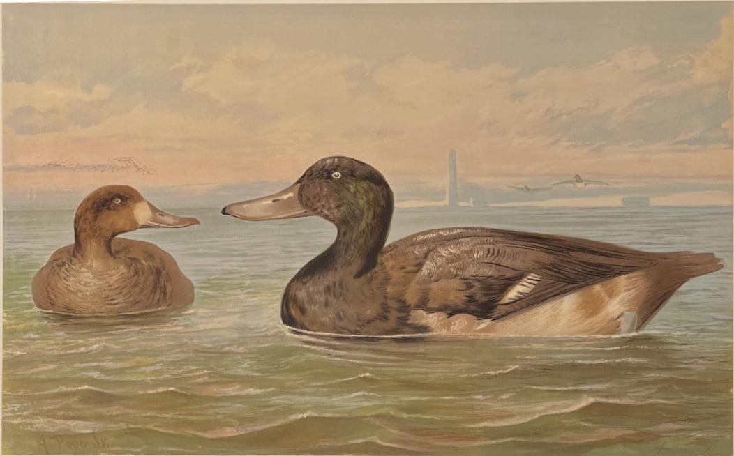 Pope Jr., Alexander [Great Scaup Duck]