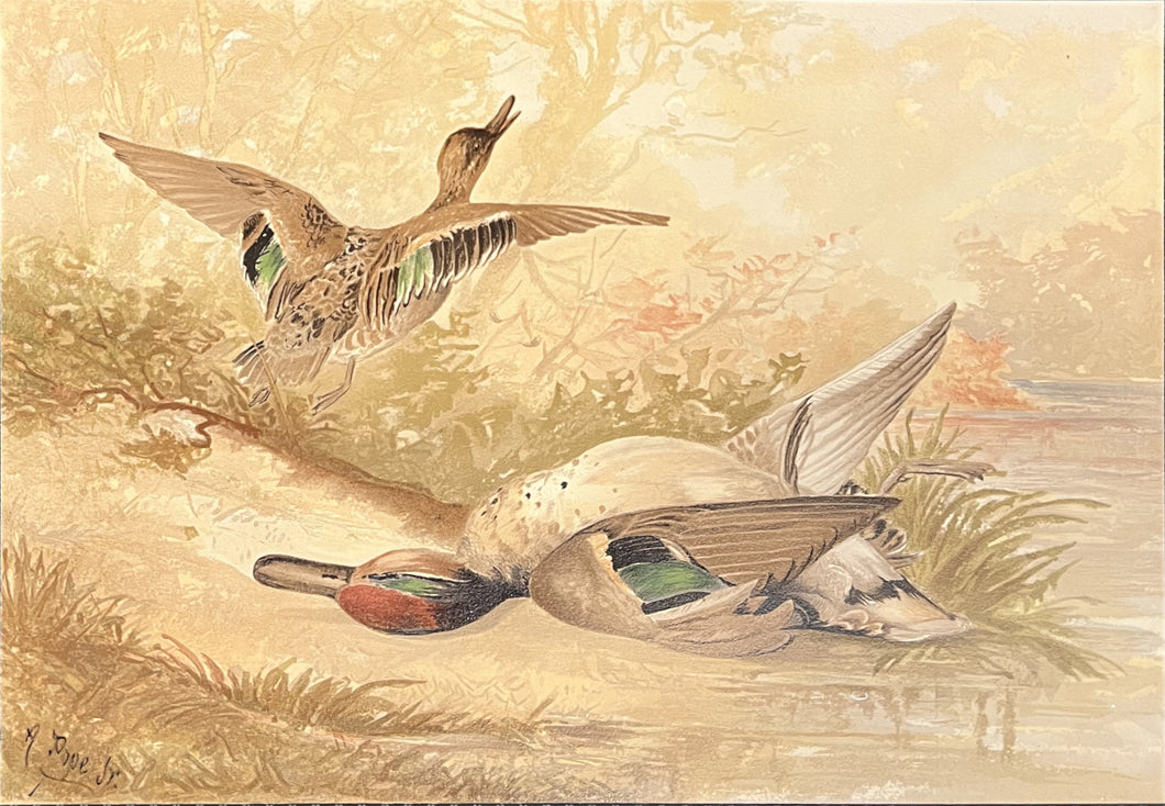 Pope Jr., Alexander [Green Winged Teal]