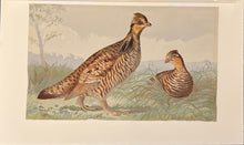 Load image into Gallery viewer, Pope Jr., Alexander [Painted Grouse]
