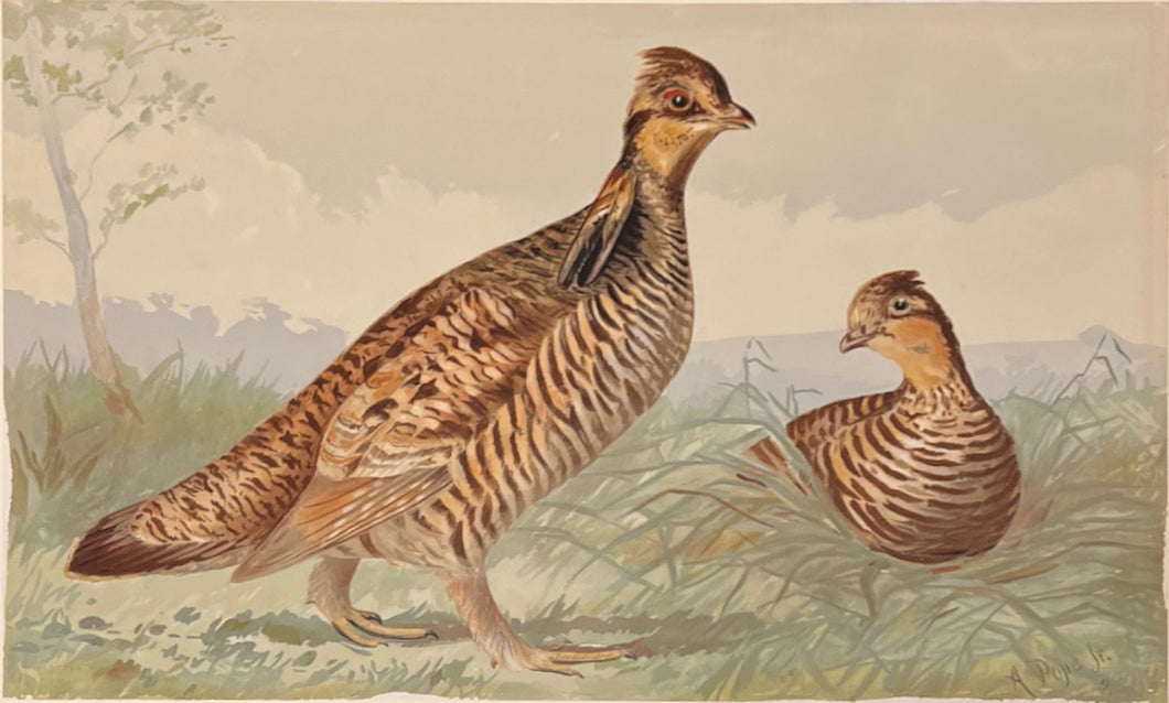 Pope Jr., Alexander [Painted Grouse]