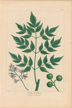 Load image into Gallery viewer, Michaux, Fracois Andre  "Plate 102- Pride of India"
