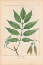 Load image into Gallery viewer, Michaux, Fracois Andre  "Plate 119- Red Ash"
