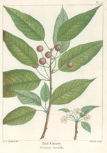 Load image into Gallery viewer, Michaux, Fracois Andre  "Plate 90- Red Cherry"
