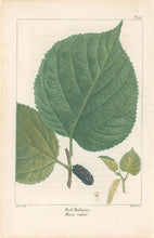 Load image into Gallery viewer, Michaux, Fracois Andre  "Plate 116- Red Mulberry"
