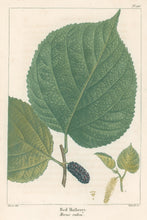 Load image into Gallery viewer, Michaux, Fracois Andre  "Plate 116- Red Mulberry"
