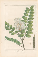 Load image into Gallery viewer, Michaux, Fracois Andre  "Plate 77- Rose Flowering Locust"
