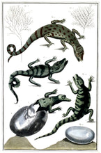 Load image into Gallery viewer, Seba, Albertus &quot;Plate 103&quot; [Baby Crocodiles &amp; Alligators with Eggs]
