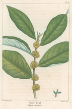 Load image into Gallery viewer, Michaux, Fracois Andre  "Plate 117- Sveet Leaf"
