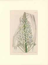Load image into Gallery viewer, Sweet Pl. 1978 [Ornithogalum]
