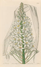 Load image into Gallery viewer, Sweet Pl. 1978 [Ornithogalum]
