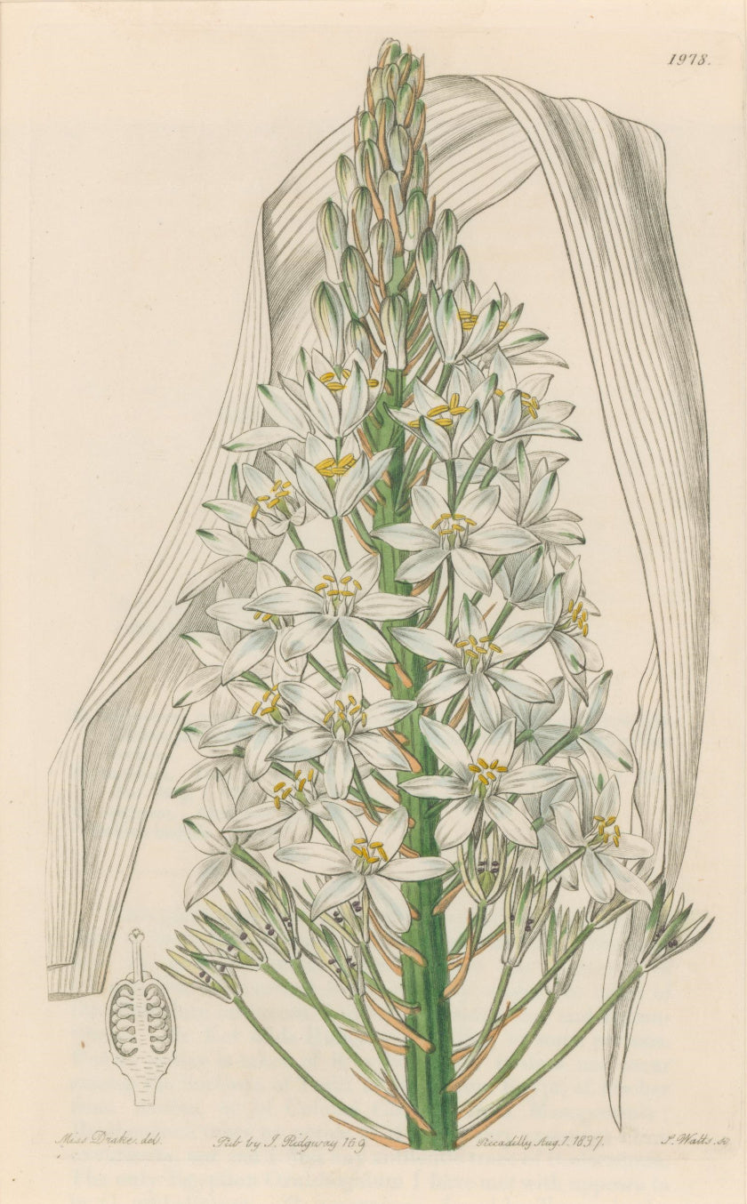Sweet Pl. 1978 [Ornithogalum]