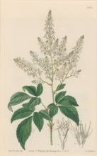 Load image into Gallery viewer, Sweet Pl. 2011
