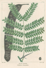 Load image into Gallery viewer, Michaux, Fracois Andre  "Plate 79- Sweet Locust"
