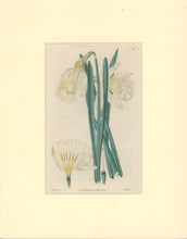 Load image into Gallery viewer, Sweet Pl. 101
