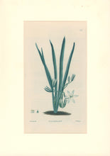 Load image into Gallery viewer, Sweet Pl. 117
