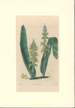 Load image into Gallery viewer, Sweet Pl. 129
