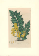 Load image into Gallery viewer, Sweet Pl. 171
