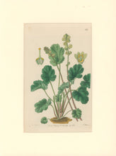 Load image into Gallery viewer, Sweet Pl. 1924
