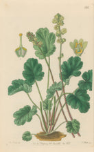 Load image into Gallery viewer, Sweet Pl. 1924
