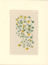 Load image into Gallery viewer, Sweet Pl. 1926
