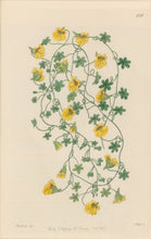 Load image into Gallery viewer, Sweet Pl. 1926
