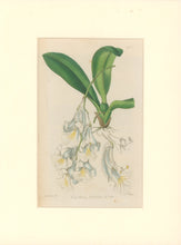 Load image into Gallery viewer, Sweet Pl. 1927
