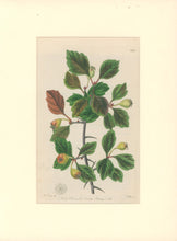 Load image into Gallery viewer, Sweet Pl. 1932
