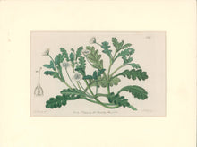 Load image into Gallery viewer, Sweet Pl. 1940 [Nemophila]
