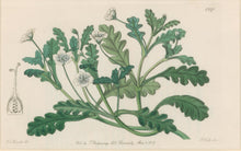 Load image into Gallery viewer, Sweet Pl. 1940 [Nemophila]
