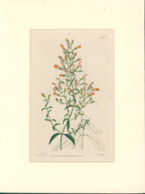 Load image into Gallery viewer, Sweet Pl. 1946 [Pentstemon]
