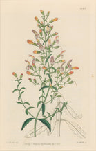Load image into Gallery viewer, Sweet Pl. 1946 [Pentstemon]
