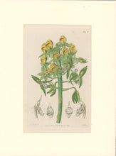 Load image into Gallery viewer, Sweet Pl. 1947A
