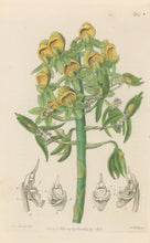 Load image into Gallery viewer, Sweet Pl. 1947A
