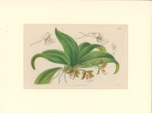 Load image into Gallery viewer, Sweet Pl. 1951 [Trichocentrum]
