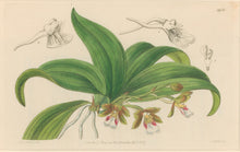 Load image into Gallery viewer, Sweet Pl. 1951 [Trichocentrum]
