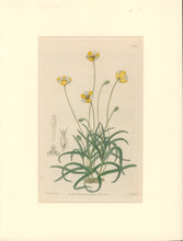 Load image into Gallery viewer, Sweet Pl. 1954
