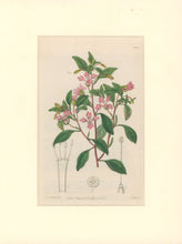 Load image into Gallery viewer, Sweet Pl. 1962
