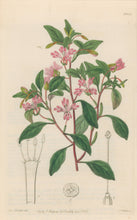 Load image into Gallery viewer, Sweet Pl. 1962
