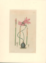 Load image into Gallery viewer, Sweet Pl. 1967 [Habranthus]
