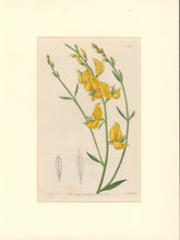 Load image into Gallery viewer, Sweet Pl. 1974
