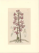 Load image into Gallery viewer, Sweet Pl. 1980
