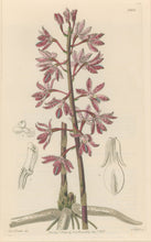 Load image into Gallery viewer, Sweet Pl. 1980
