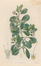 Load image into Gallery viewer, Sweet Pl. 1985
