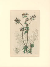 Load image into Gallery viewer, Sweet Pl. 1997
